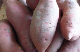 Sweet Potatoes "yams" (c) jfhaugen